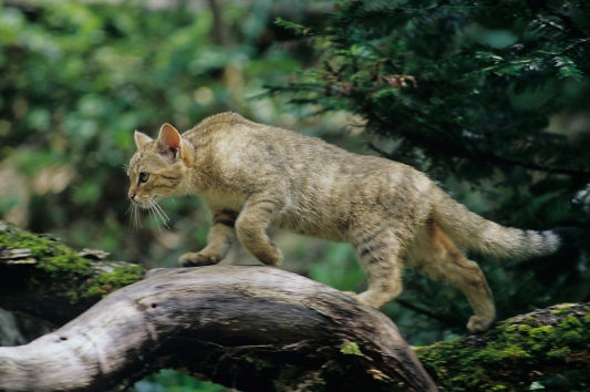 Wildkatze (Foto: Thomas Stephan)