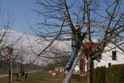 Streuobstwiesen-Baumschnitt 