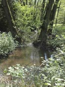 Malerisch schlngelt sich der Eisbach durch den lichten Wald